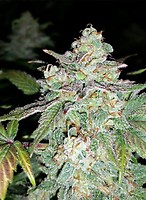 Sour Crack Auto Feminised Seeds