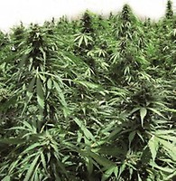 Northern Hog Auto Feminised Seeds