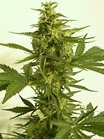 Critical Hog Auto Feminised Seeds