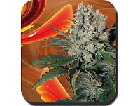 Syrup Auto Feminised Seeds