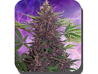 Purple Kush Auto Feminised Seeds