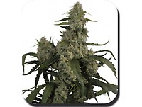 Quasar Auto Feminised Seeds