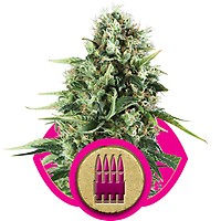 Royal AK Feminised Seeds
