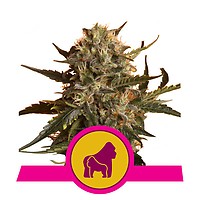 Mother Gorilla (formerly Royal Madre) Feminised Seeds