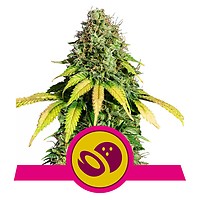 Somango XL Feminised Seeds