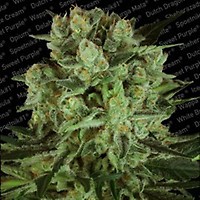Durga Mata 2 CBD Feminised Seeds