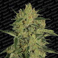 Nebula 1:1 CBD Feminised Seeds