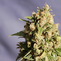 Kiss (Big Northern) Feminised Seeds