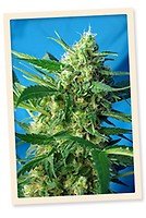 NYC Diesel Auto (formerly Ice Cool Auto) Feminised Seeds