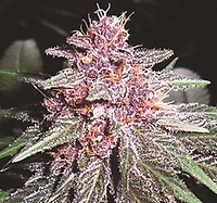 Violeta Feminised Seeds