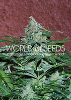 Amnesia Ryder Auto Feminised Seeds