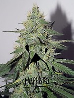 Chemdogging Auto Feminised Seeds