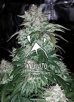 S.O.D.K Auto Feminised Seeds