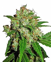 Sensi Skunk Feminised Seeds