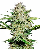 Sensi Skunk Auto Feminised Seeds