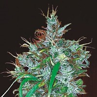 Panama Haze Feminised Seeds