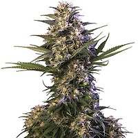 Kraken Feminised Seeds