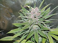 Blueberry Cheesecake Feminised Seeds