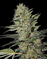 Exodus Cheese Auto Feminised Seeds