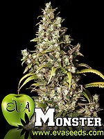 Monster Feminised Seeds