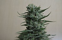 Siberian Haze Feminised Seeds