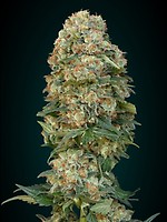 Afghan Skunk Feminised Seeds