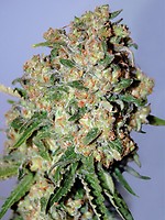 Critical Feminised Seeds