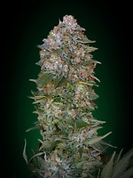 Critical Soma Feminised Seeds