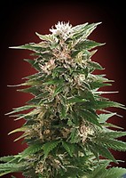 Kaya 47 Feminised Seeds