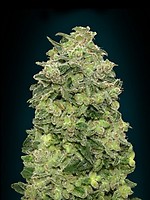 Afghan Skunk Auto Feminised Seeds
