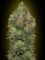 Critical Soma Auto Feminised Seeds