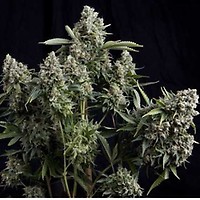 Tutankhamon Feminised Seeds