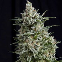Anesthesia Feminised Seeds
