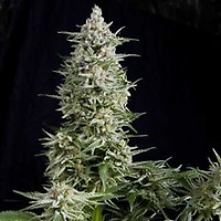 Amnesia Gold Feminised Seeds