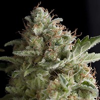 American Pie Feminised Seeds