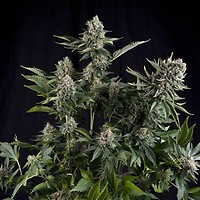 White Widow Feminised Seeds