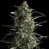 Galaxy Feminised Seeds