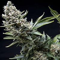 New York City Feminised Seeds