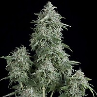 Anubis Feminised Seeds
