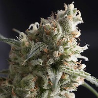 Lennon Feminised Seeds