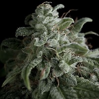 Nefertiti Feminised Seeds