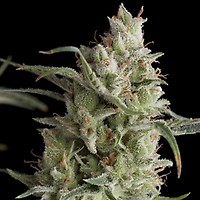 Super OG Kush Feminised Seeds
