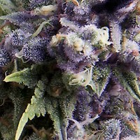 Purple Auto Feminised Seeds
