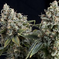Tutankhamon Auto Feminised Seeds