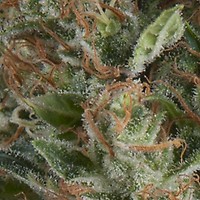 Wembley Auto Feminised Seeds