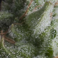 Shark Auto Feminised Seeds