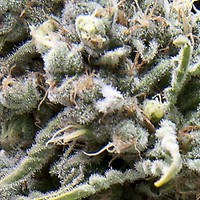 White Widow Auto Feminised Seeds