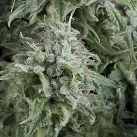 Anubis Auto Feminised Seeds