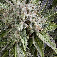 Blue Pyramid Auto Feminised Seeds