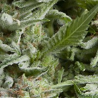 Alpujarrena Auto Feminised Seeds